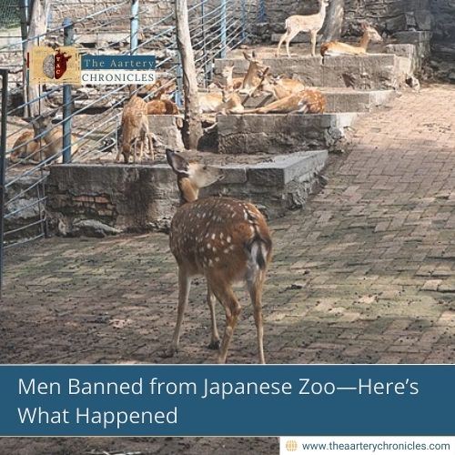 Men Banned from Japanese Zoo—Here’s What Happened