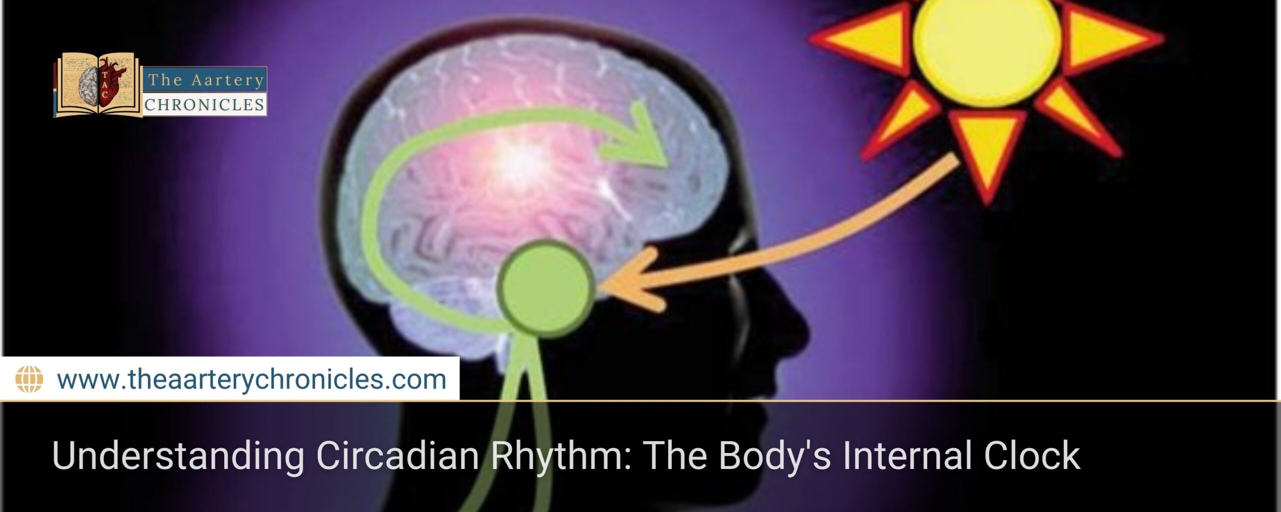 Understanding-Circadian-Rhythm:-The-Body's-Internal-Clock-The-Aartery-Chronicles-TAC