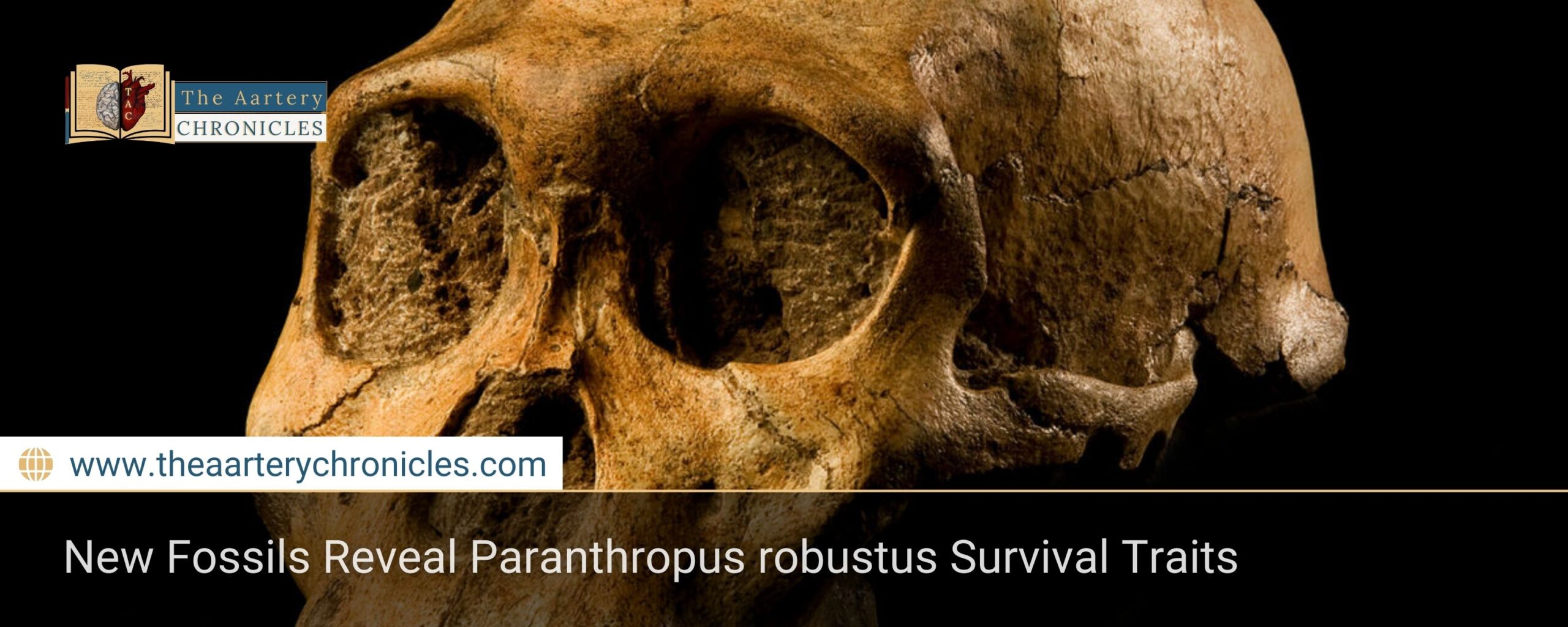 New-Fossils-Reveal-Paranthropus-robustus-Survival-Traits-The-Aartery-Chronicles-TAC