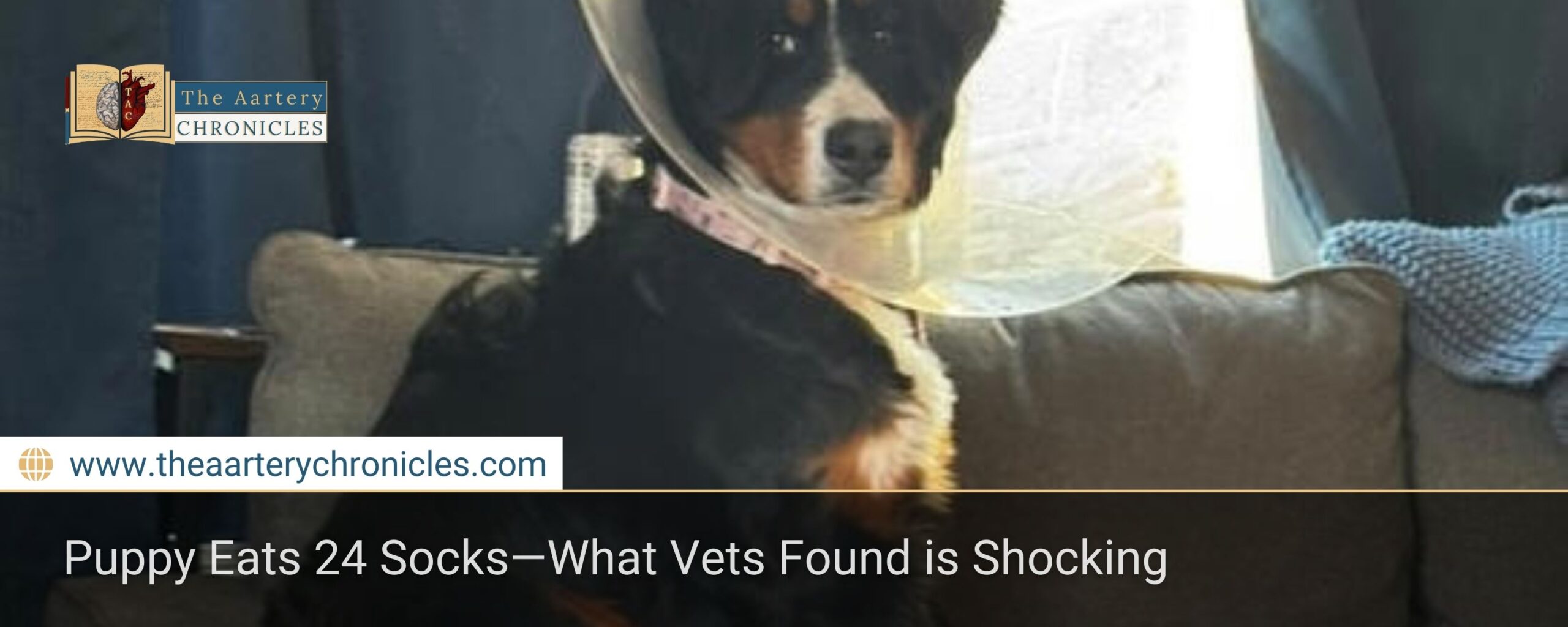 Puppy Eats 24 Socks—What Vets Found is Shocking