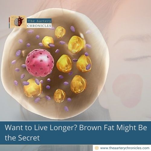 Want to Live Longer? Brown Fat Might Be the Secret