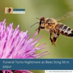 Funeral Turns Nightmare as Bees Sting 50 in Jaipur