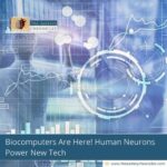 Biocomputers Are Here! Human Neurons Power New Tech