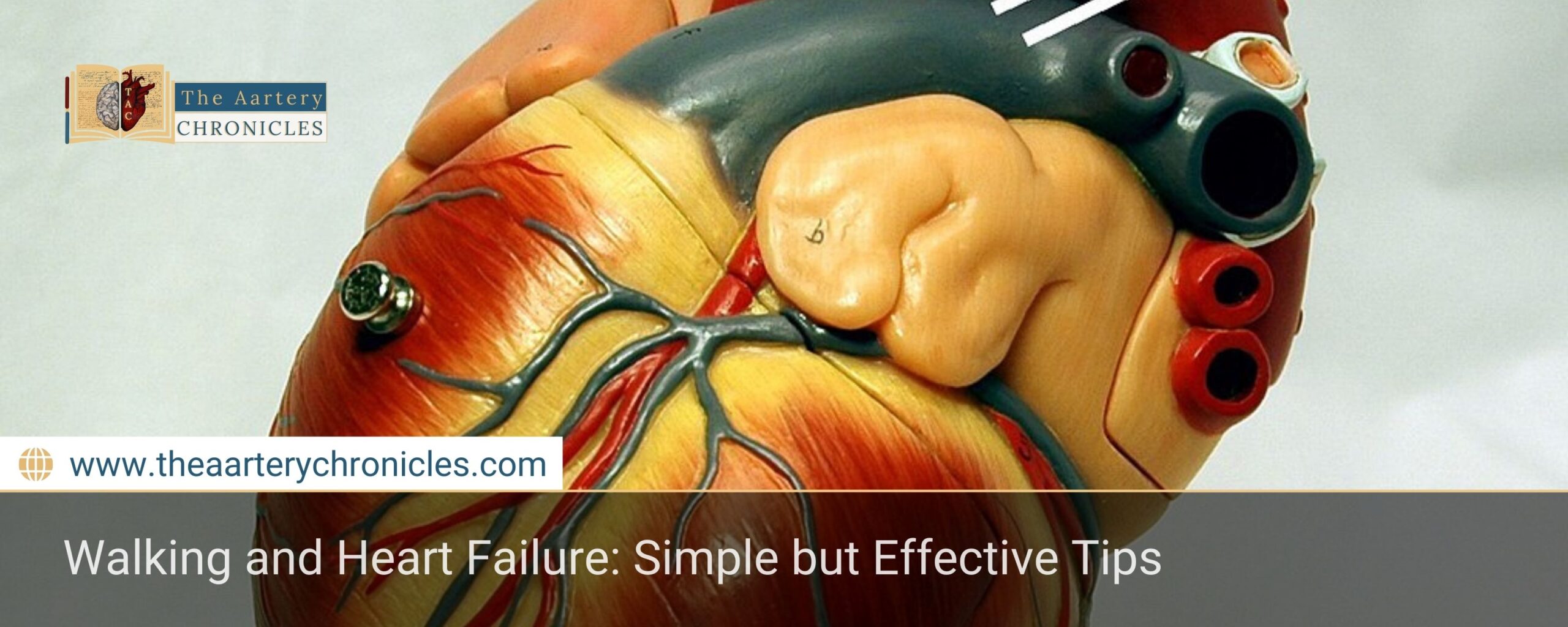 Walking-and-Heart-Failure:-Simple-but-Effective-Tips-The-Aartery-Chronicles-TAC