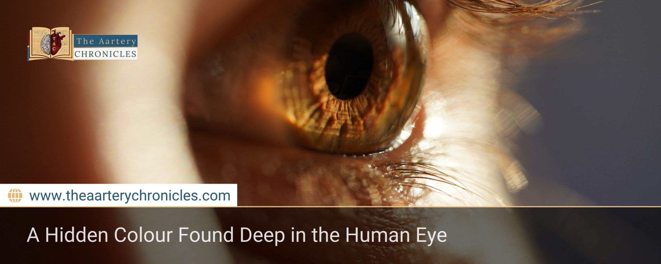 A Hidden Colour Found Deep in the Human Eye