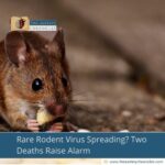 Rare Rodent Virus Spreading? Two Deaths Raise Alarm