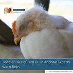 Toddler Dies of Bird Flu in Andhra! Experts Warn Risks