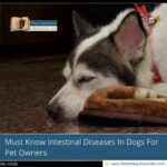 Must-Know-Intestinal-Diseases-In-Dogs-For-Pet-Owners-The-Aartery-Chronicles-TAC