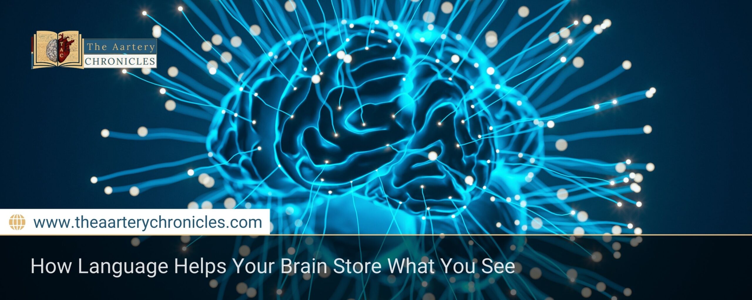how-language-helps-your-brain-store-what-you-seethe-aartery-chronicles-tac