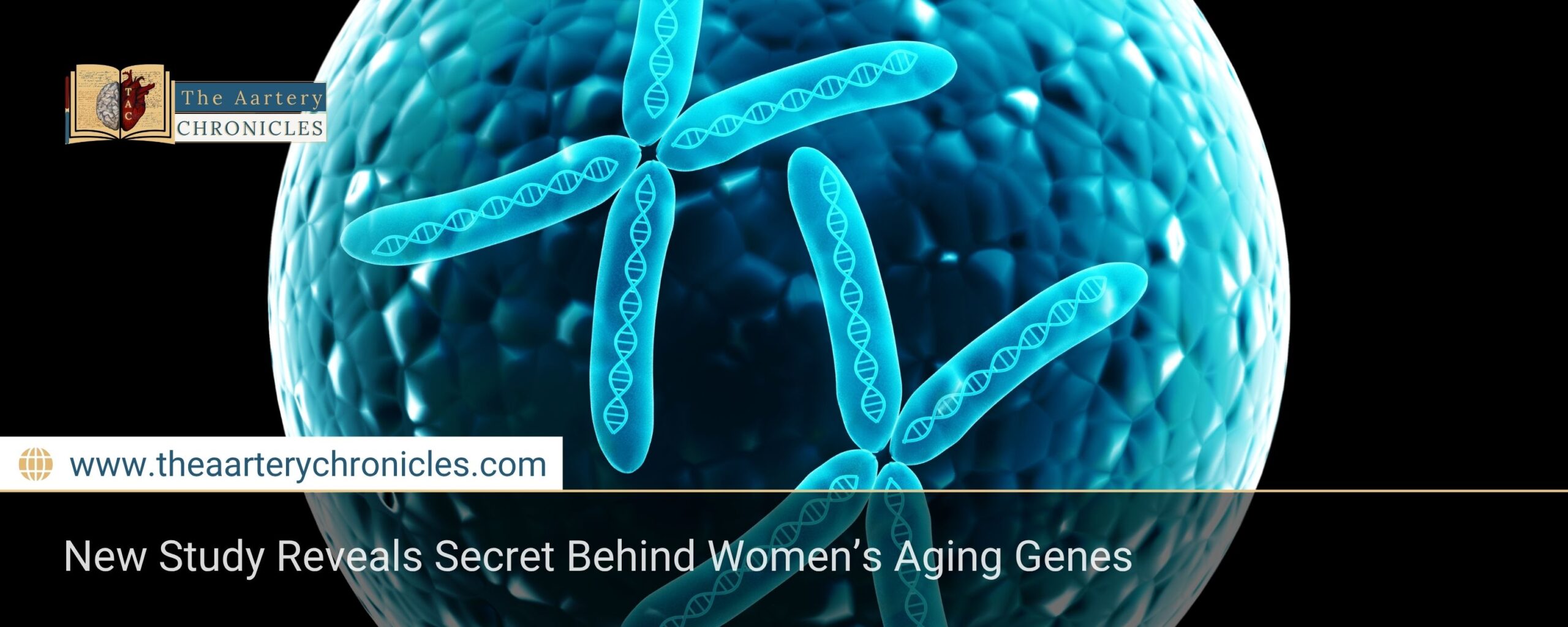 New Study Reveals Secret Behind Women’s Aging Genes