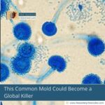 This Common Mold Could Become a Global Killer