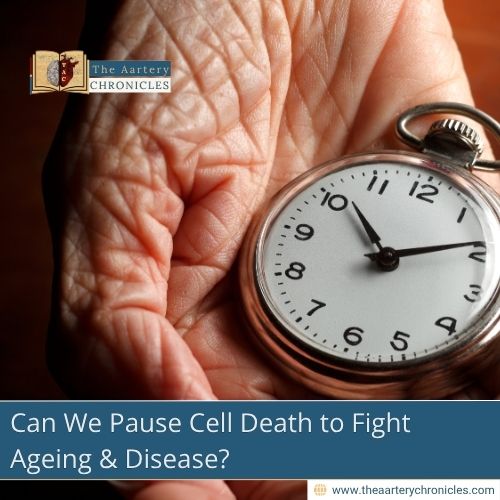 Can We Pause Cell Death to Fight Aging & Disease?