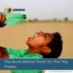 The Secret Behind Thirst? It’s This Tiny Protein