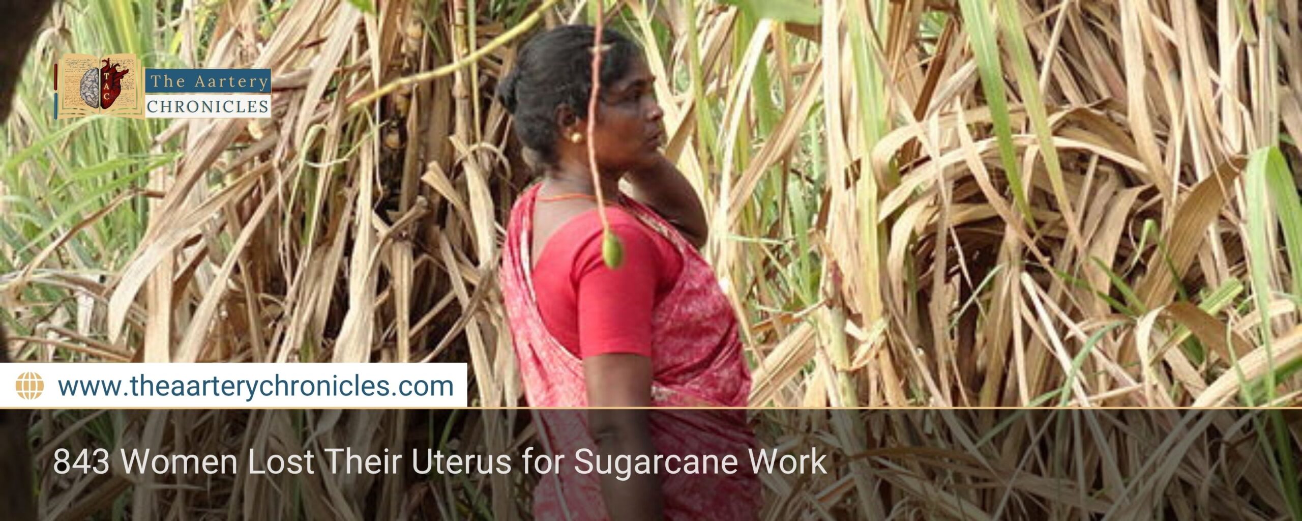 843 Women Lost Their Uterus for Sugarcane Work