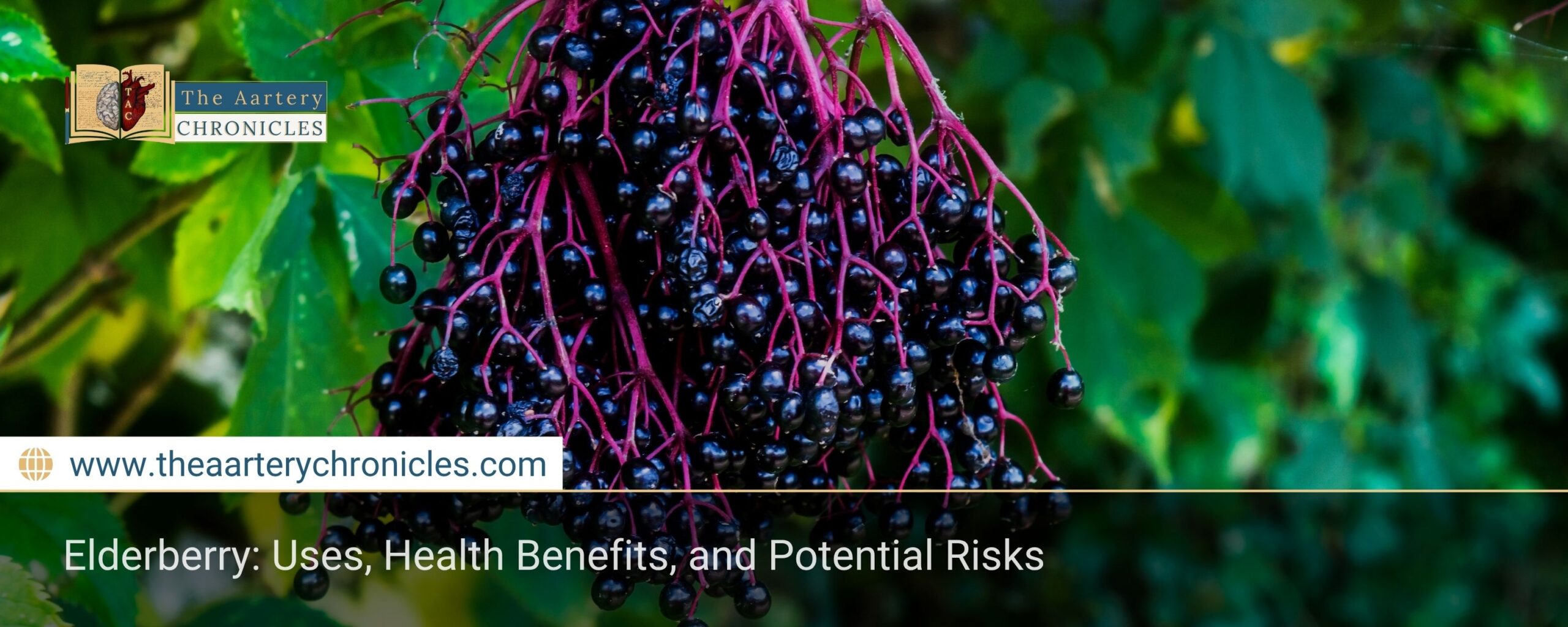 elderberry-know-all-about-its-uses-health-benefits-and-risks-the-aartery-chronicles-tac