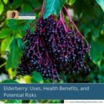 elderberry-know-all-about-its-uses-health-benefits-and-risks-the-aartery-chronicles-tac