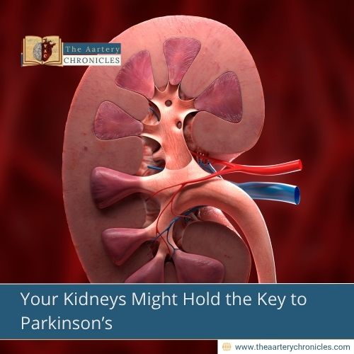 Your Kidneys Might Hold the Key to Parkinson’s