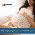Did Pregnancy Shape the Human Brain?