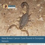 New Breast Cancer Cure Found in Scorpion Venom