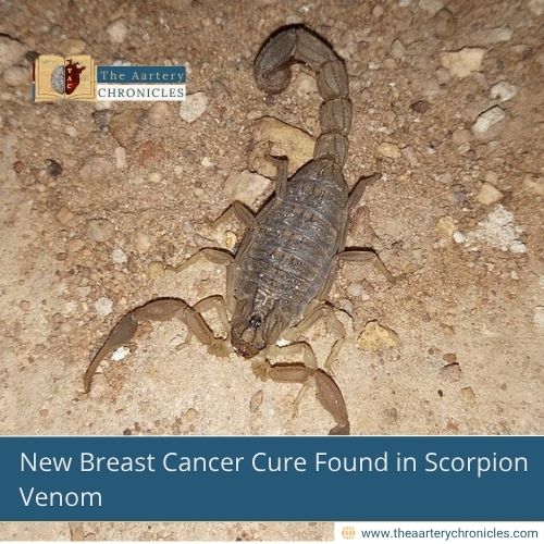 New Breast Cancer Cure Found in Scorpion Venom