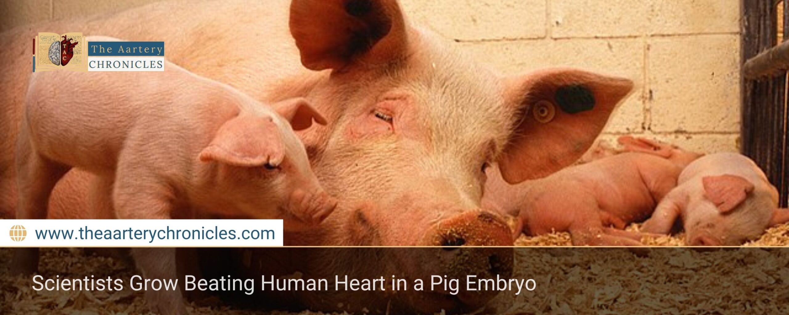 Scientists Grow Beating Human Heart in a Pig Embryo