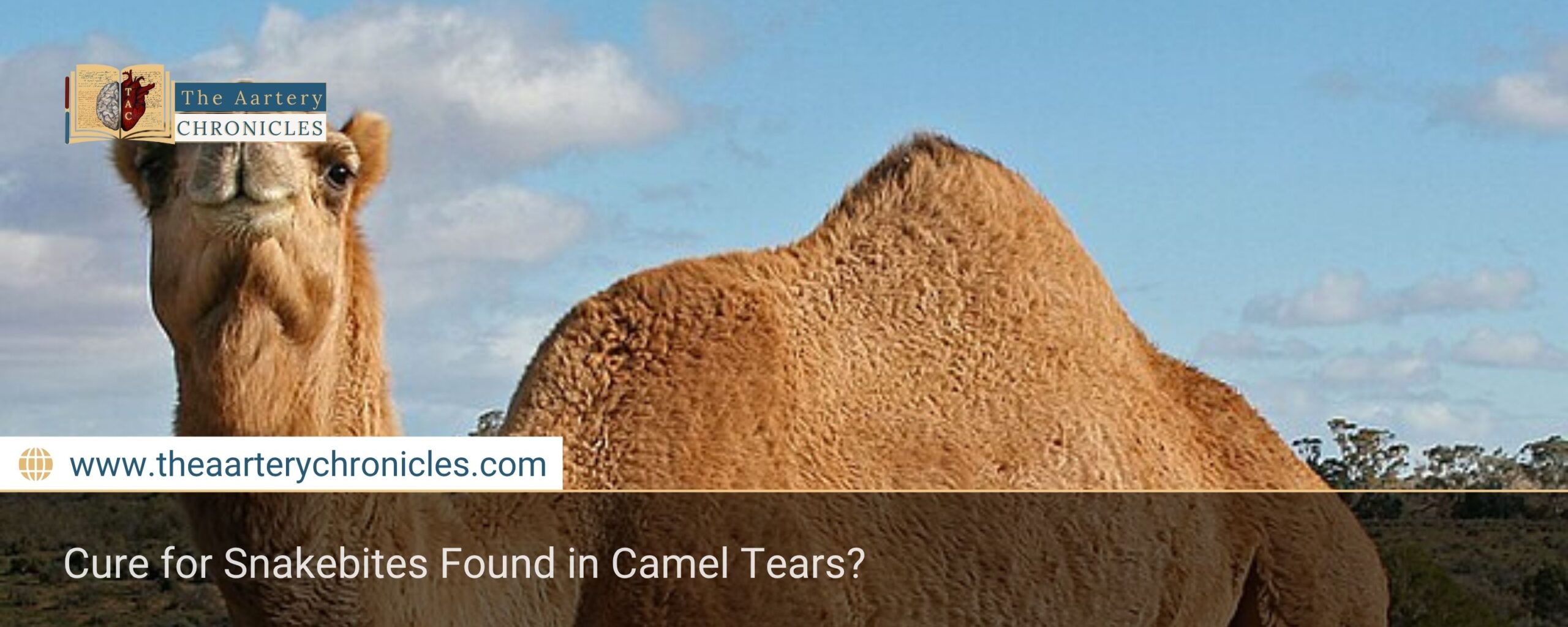 Cure for Snakebites Found in Camel Tears?