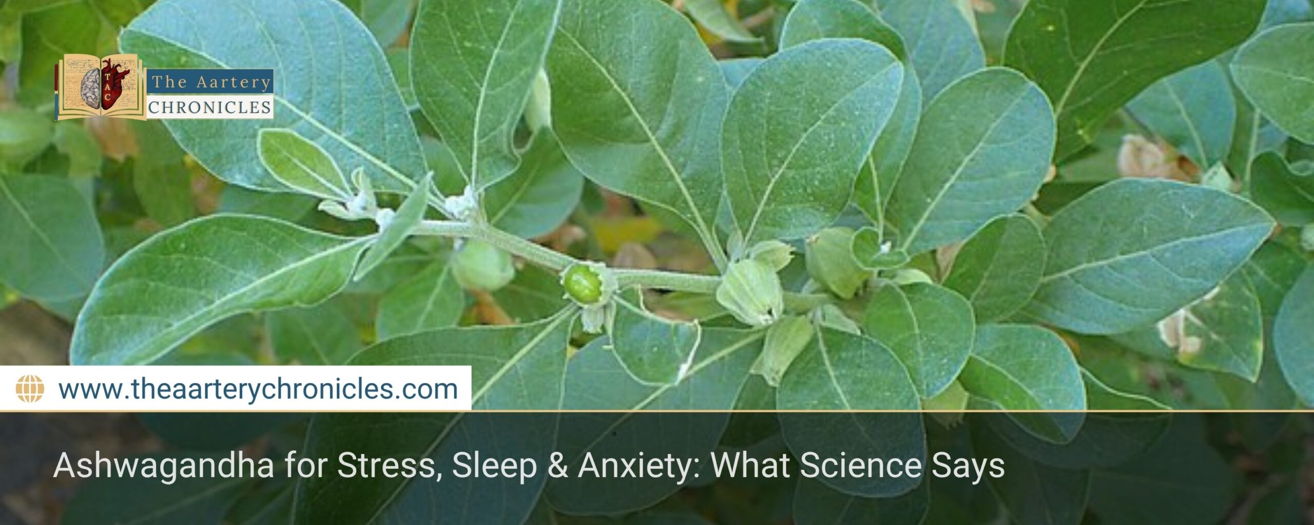ashwagandha-for-stress-sleep-anxiety-what-you-need-to-know-the-aartery-chronicles-tac