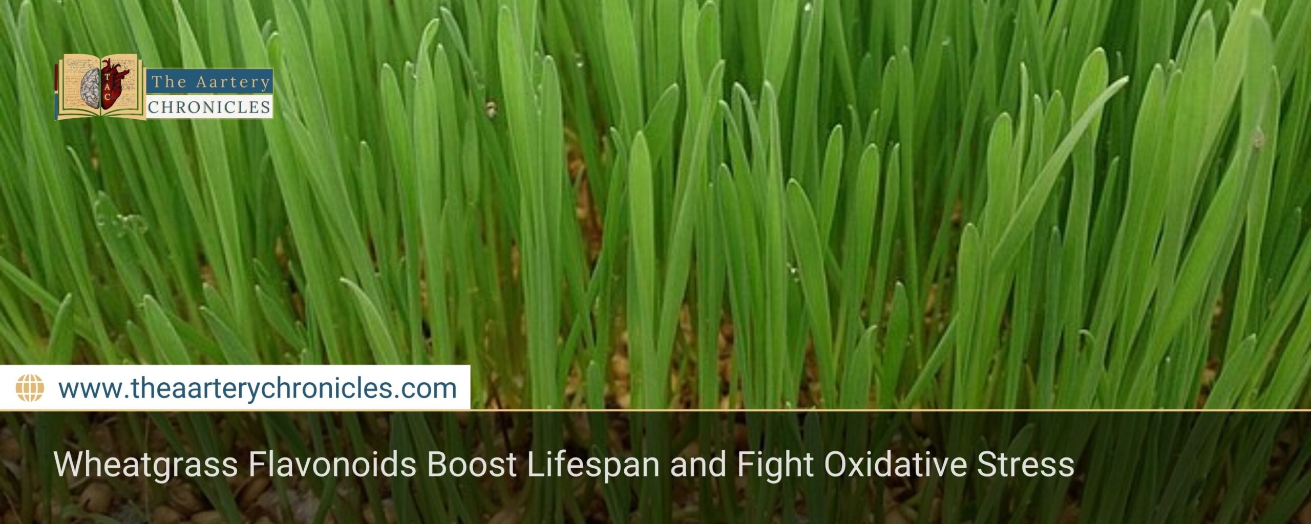 wheatgrass-flavonoids-can-help-you-live-longer-all-you-need-to-know-the-aartery-chronicles-tac