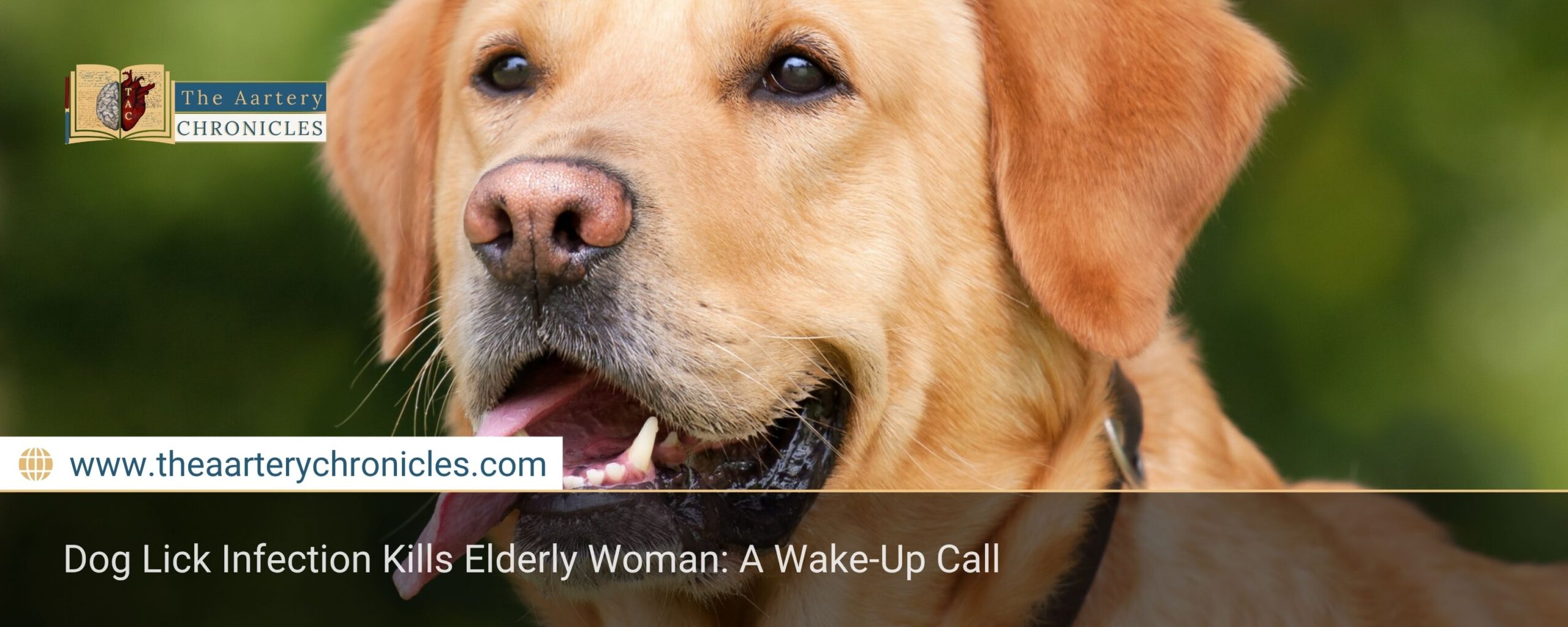 dog-lick-infection-kills-elderly-woman-a-wake-up-call-the-aartery-chronicles-tac