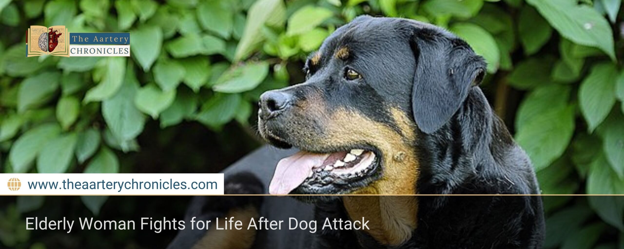 Elderly Woman Fights for Life After Dog Attack