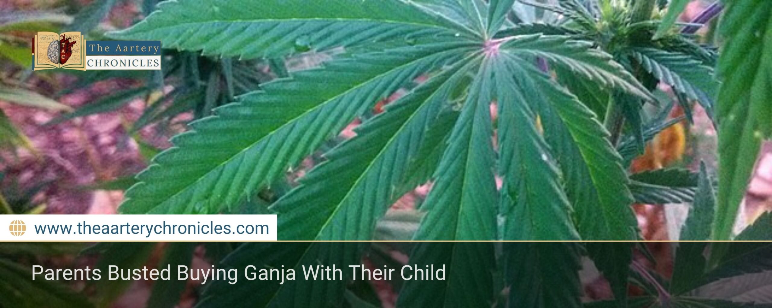 Parents Busted Buying Ganja With Their Child