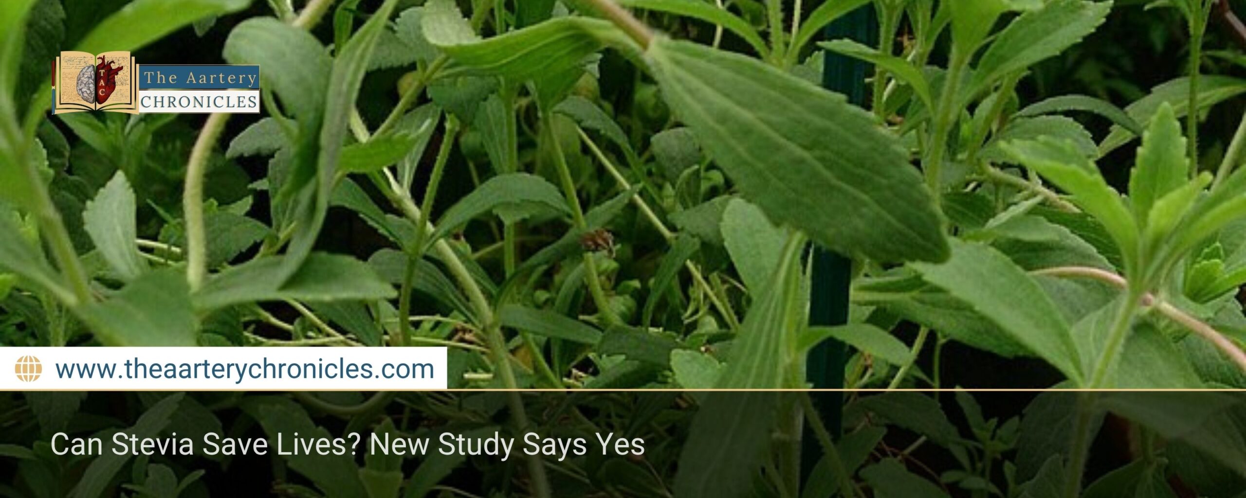 Can Stevia Save Lives? New Study Says Yes
