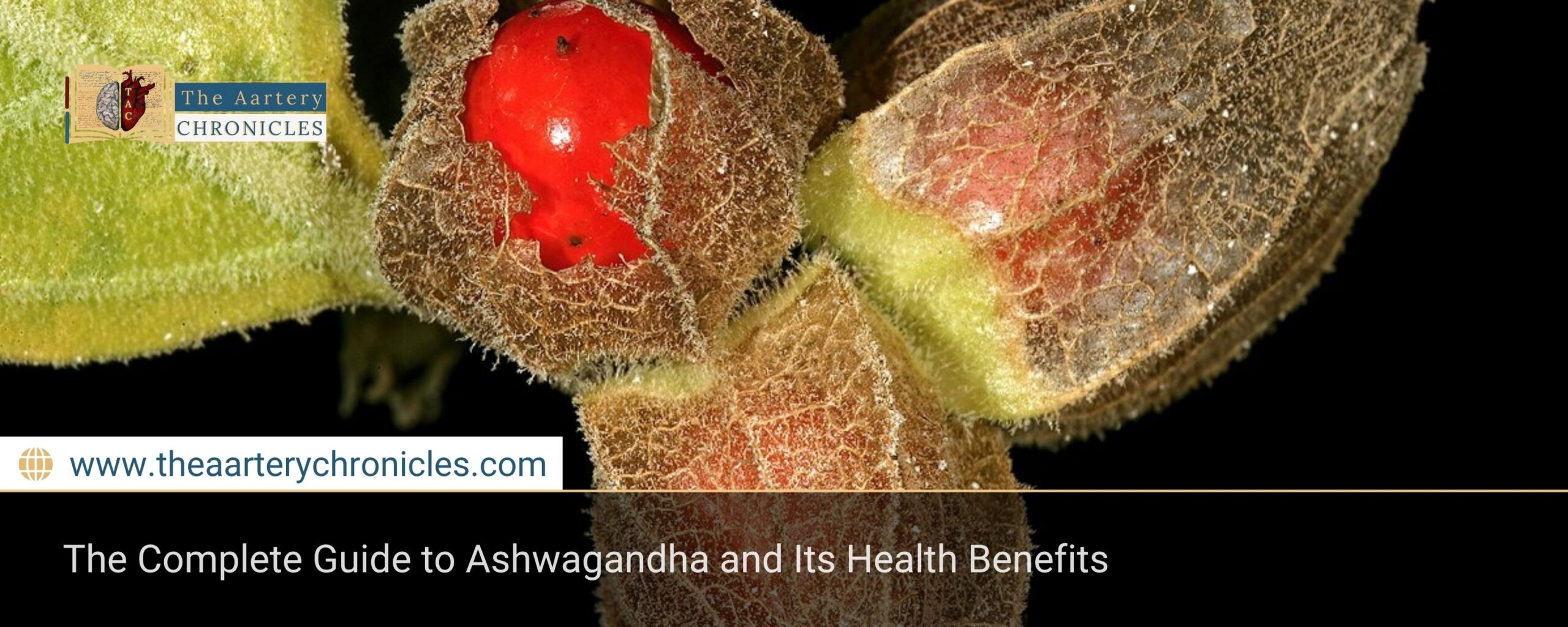 The-Complete-Guide-to-Ashwagandha-and-Its-Health-Benefits-The-Aartery-Chronicles-TAC