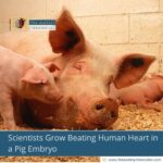 Scientists Grow Beating Human Heart in a Pig Embryo