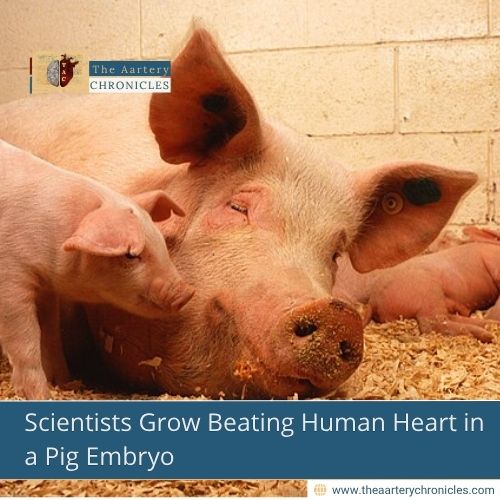 Scientists Grow Beating Human Heart in a Pig Embryo