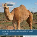 Cure for Snakebites Found in Camel Tears?
