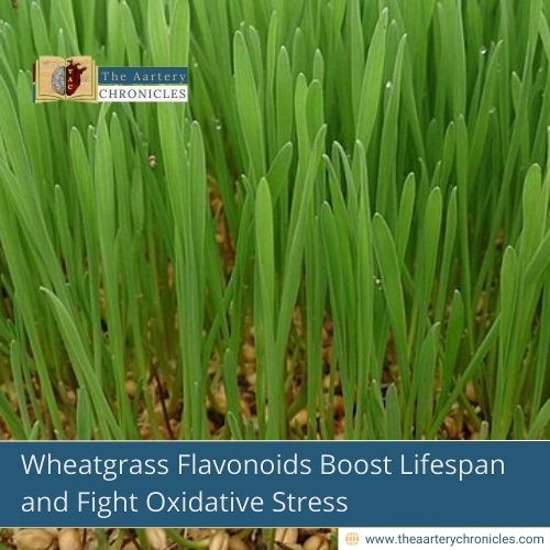 wheatgrass-flavonoids-can-help-you-live-longer-all-you-need-to-know-the-aartery-chronicles-tac