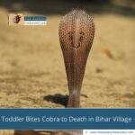 toddler-bites-cobra-to-death-in-bihar-village-what-happened-the-aartery-chronicles-tac