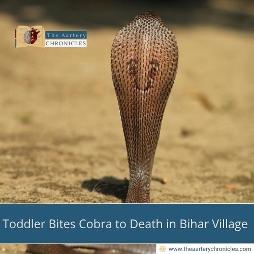 Toddler Bites Cobra to Death in Bihar Village-What happened?