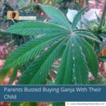 Parents Busted Buying Ganja With Their Child