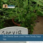 Can Stevia Save Lives? New Study Says Yes