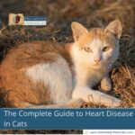 The-Complete-Guide-to-Heart-Disease-in-Cats-The-Aartery-Chronicles-TAC