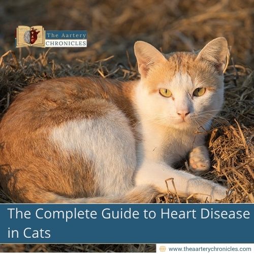 The-Complete-Guide-to-Heart-Disease-in-Cats-The-Aartery-Chronicles-TAC