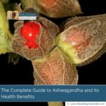 The-Complete-Guide-to-Ashwagandha-and-Its-Health-Benefits-The-Aartery-Chronicles-TAC