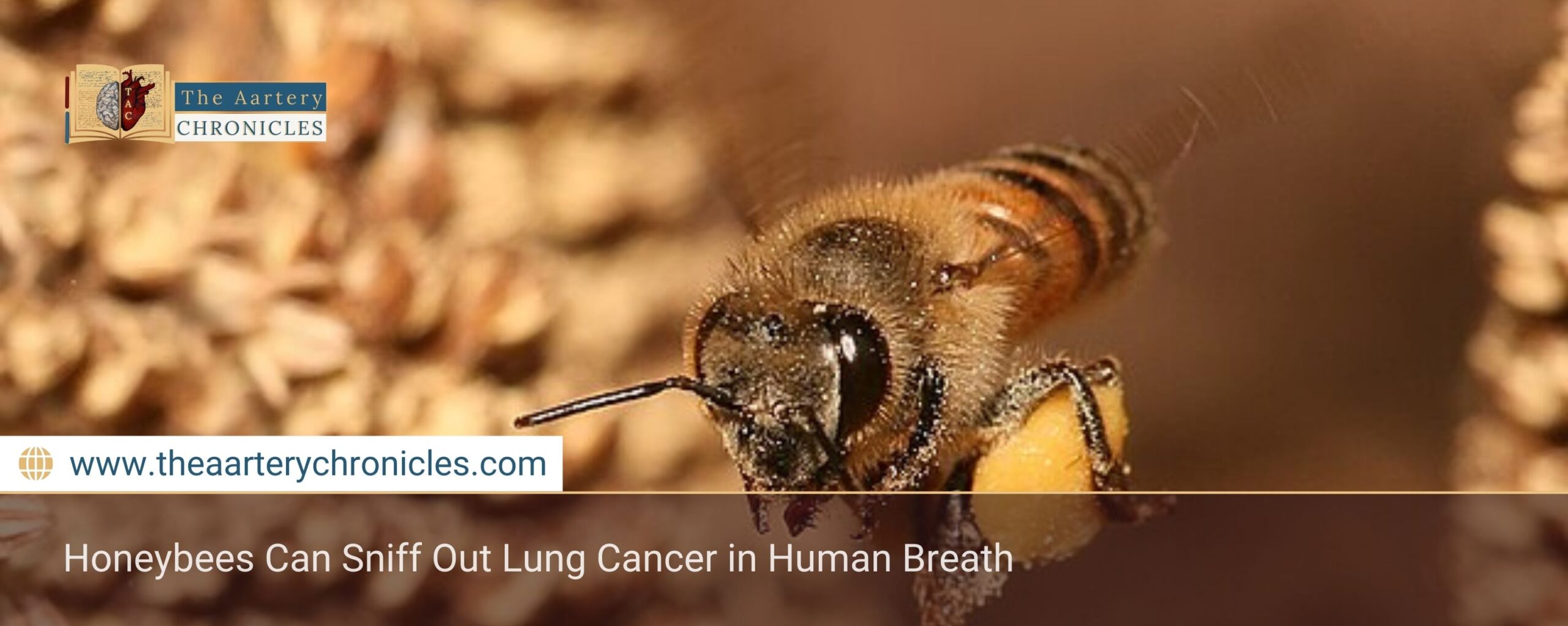 Honeybees Can Sniff Out Lung Cancer in Human Breath