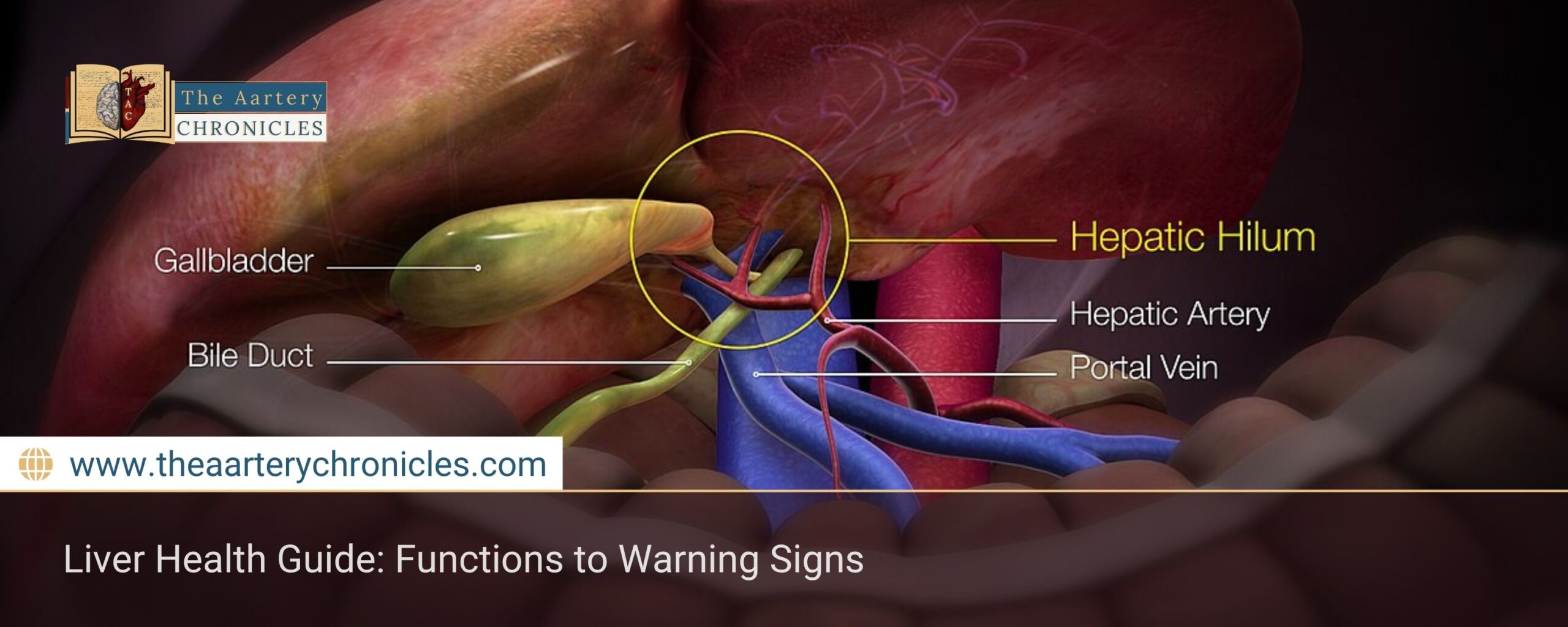 Liver-Health-Guide:-Functions-to-Warning-Signs-The-Aartery-Chronicles-TAC