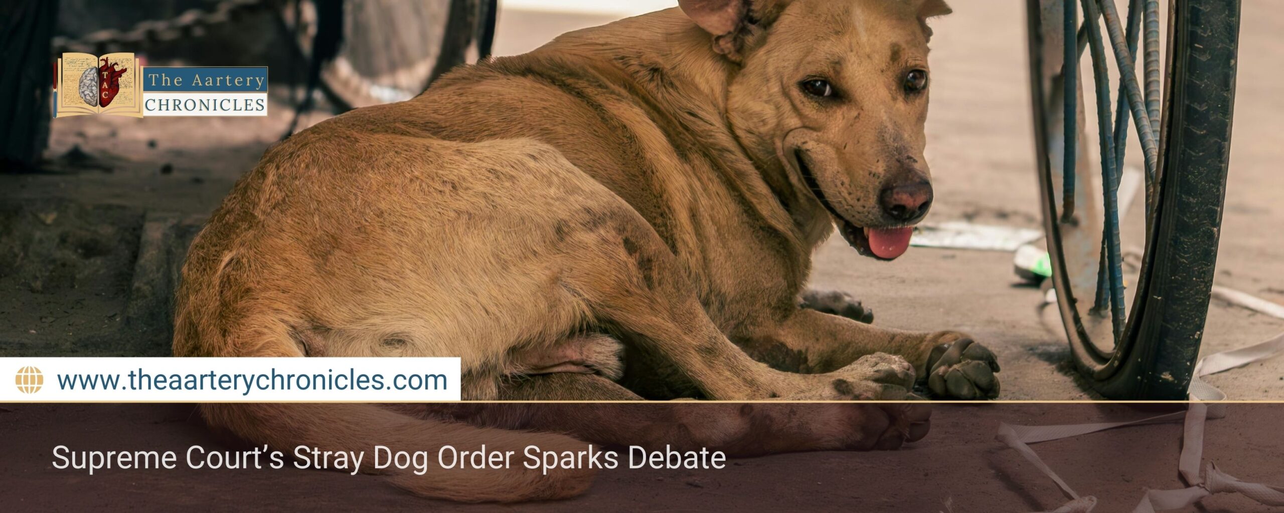 sc-orders-stray-dog-relocation-what-it-means-the-aartery-chronicles-tac