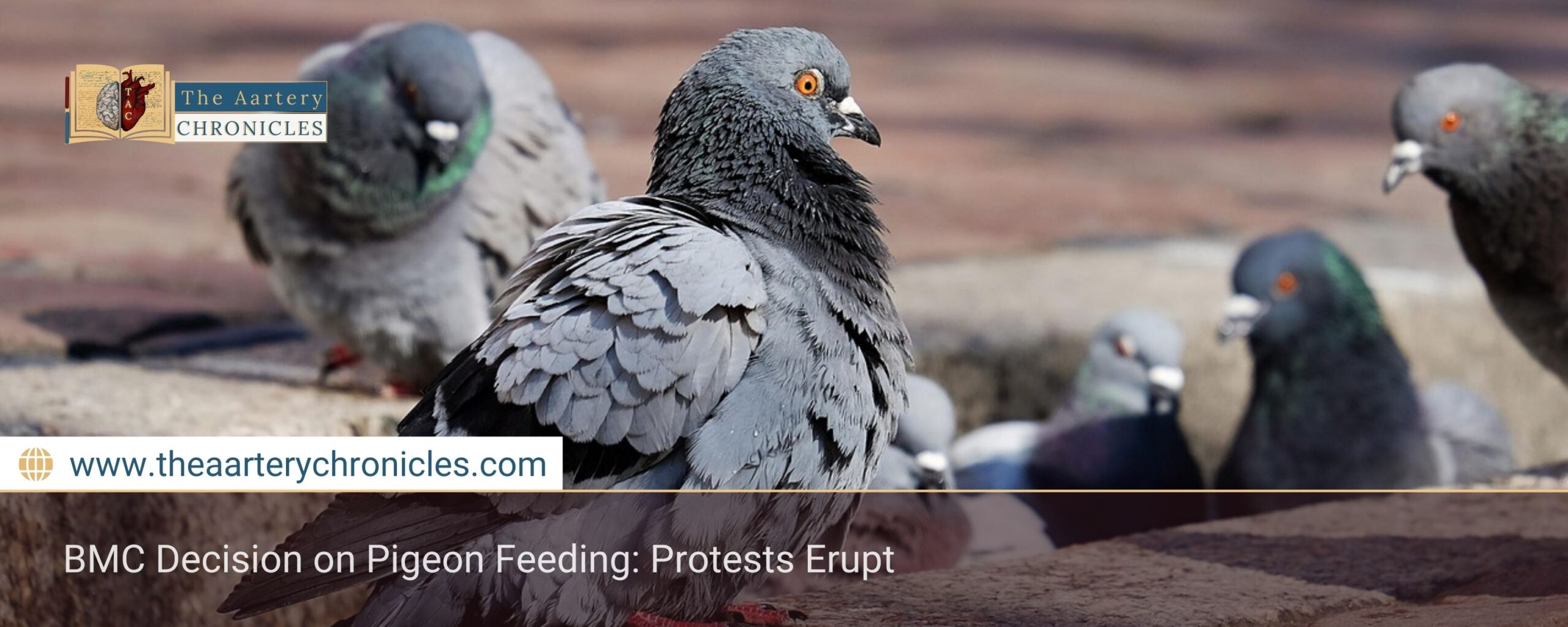 BMC-Decision-on-Pigeon-Feeding:-Protests-Erupt-The-Aartery-Chronicles-TAC