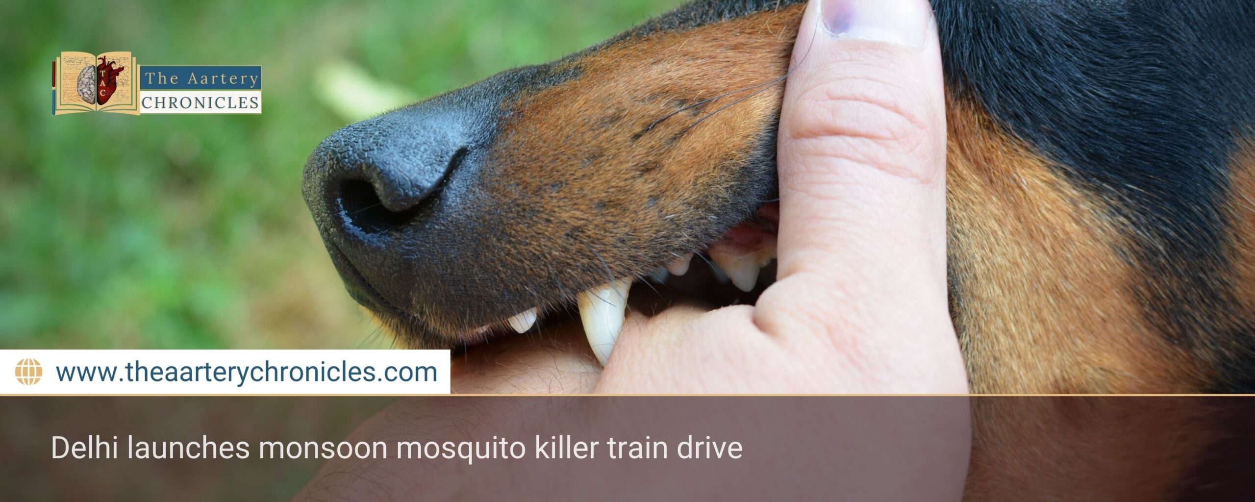 Rabies-Symptoms-and-Prevention:-What-You-Need-to-Know-The-Aartery-Chronicles-TAC