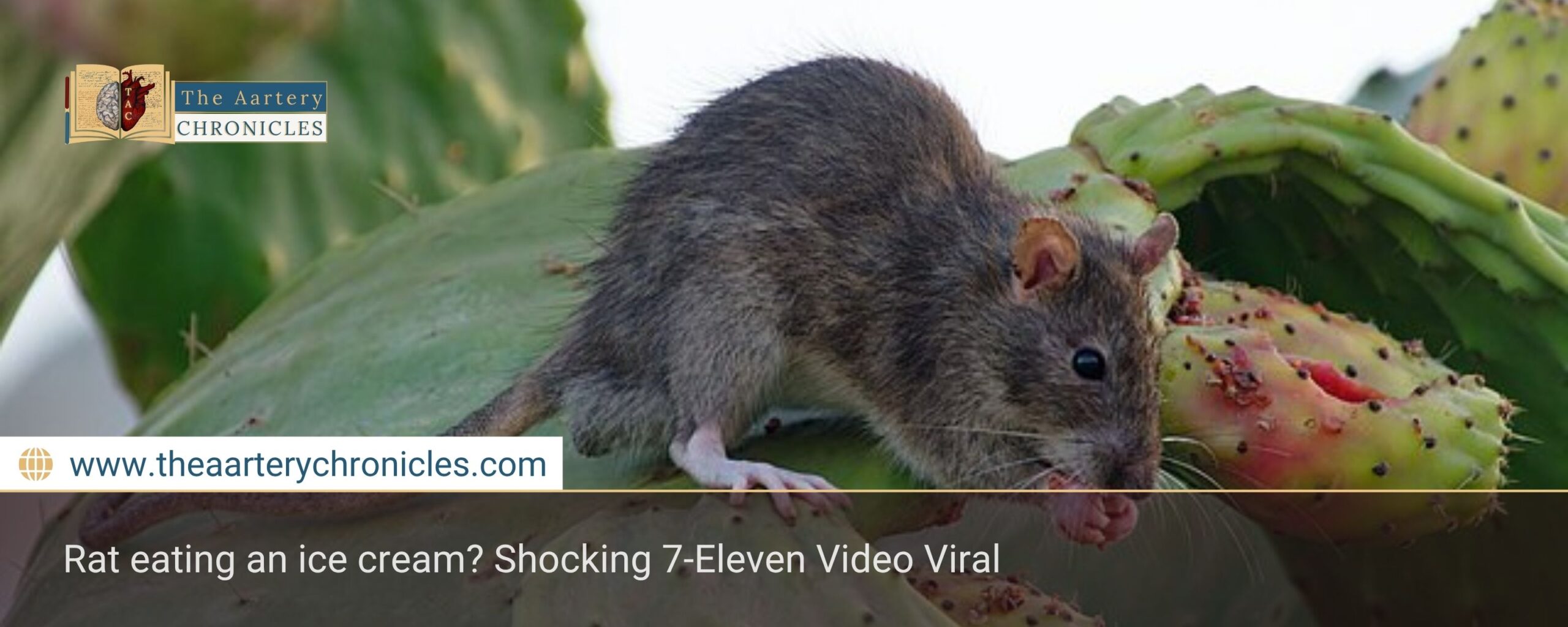 Rat eating an ice cream? Shocking 7-Eleven Video Viral